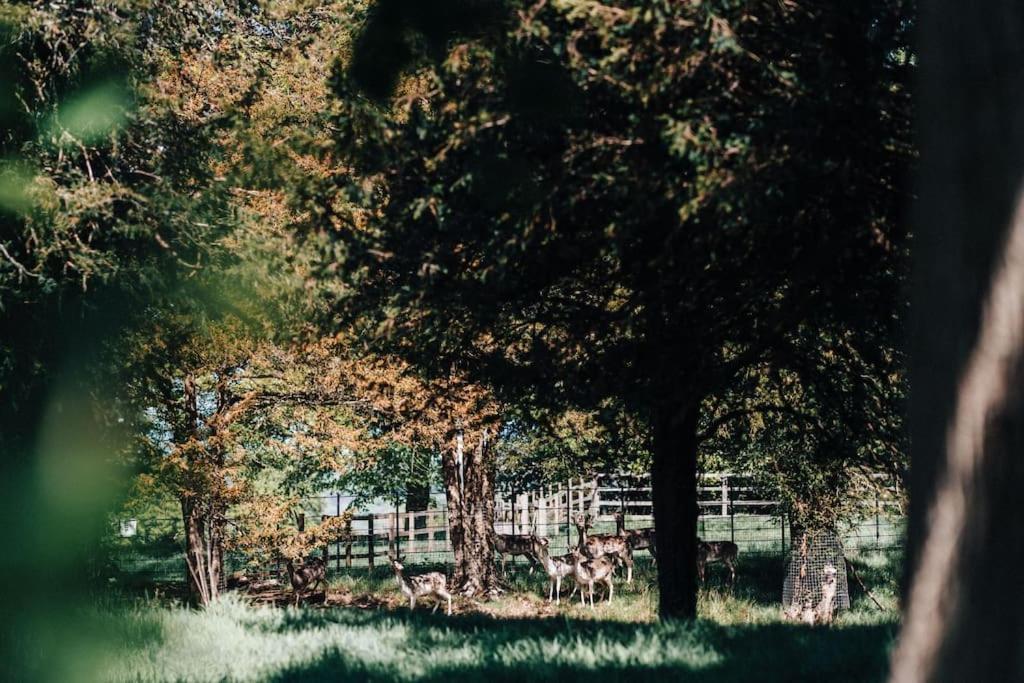 The Dower House At Parnham Park Villa Beaminster Esterno foto